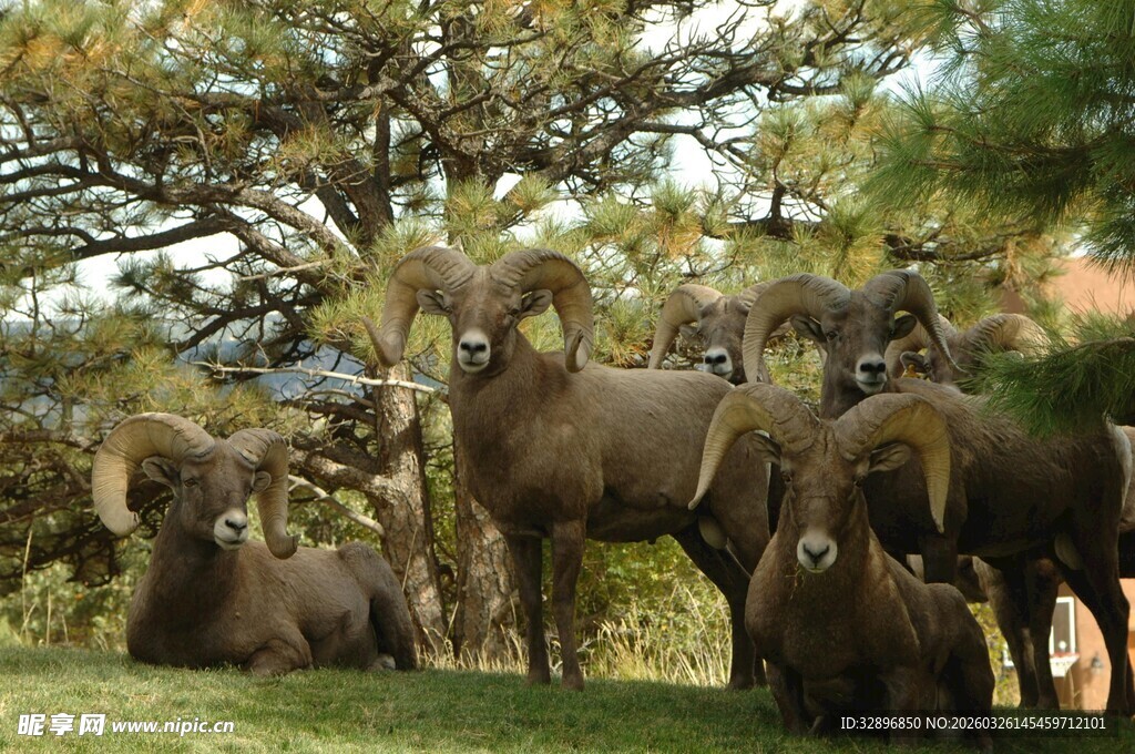 草地上的一群羊驼