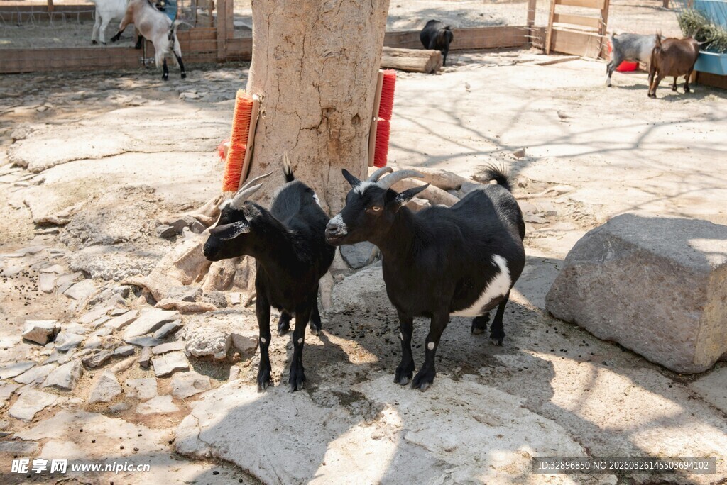 树下双黑山羊