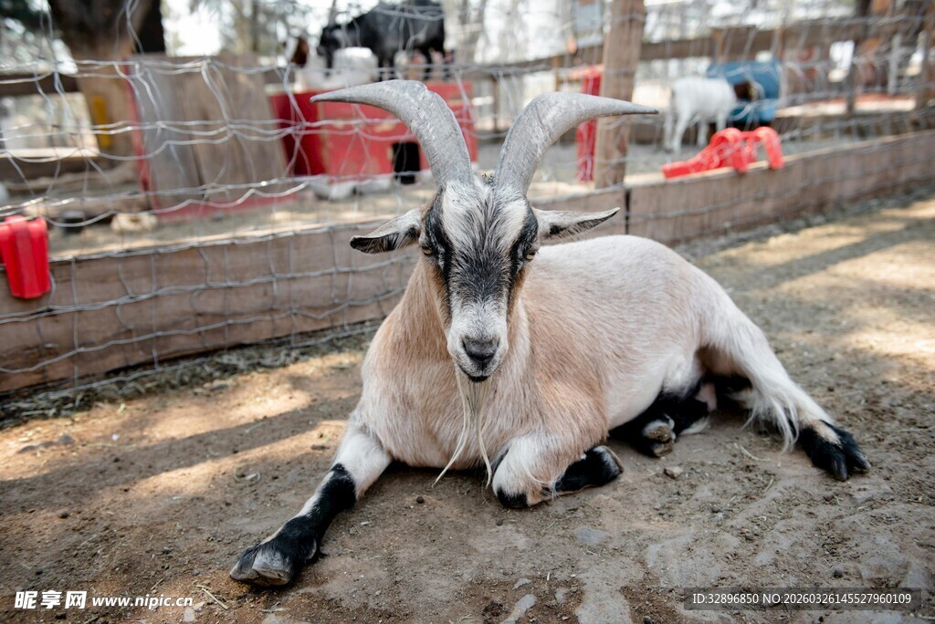悠闲躺卧的黑白花纹山羊
