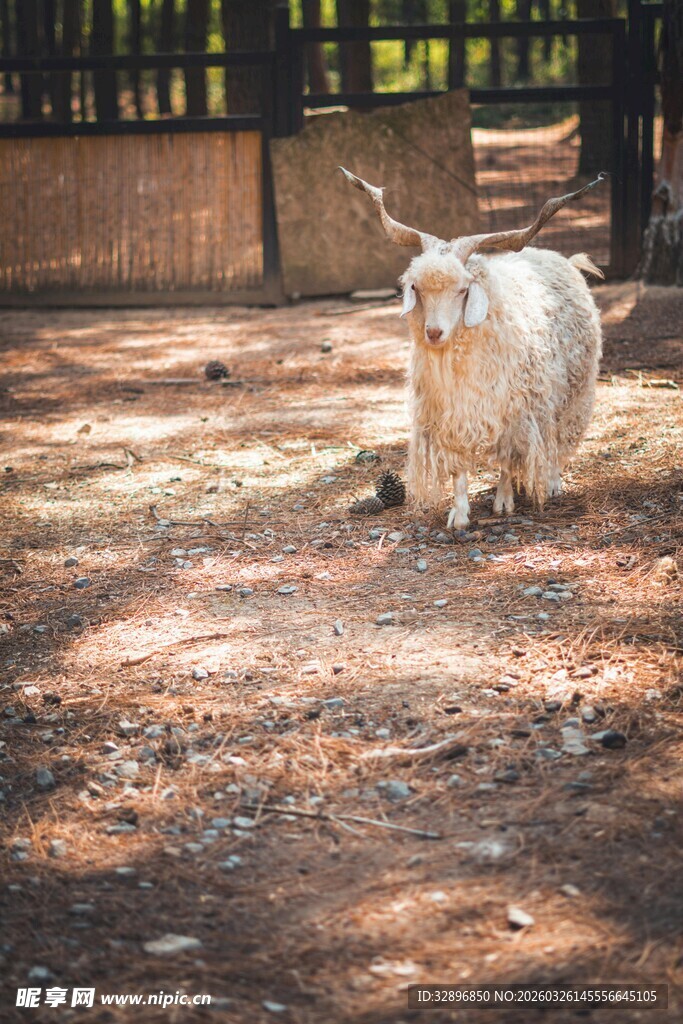 牛在泥土地上站立