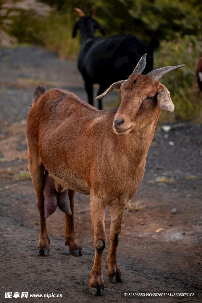 路上的棕色山羊与黑山羊