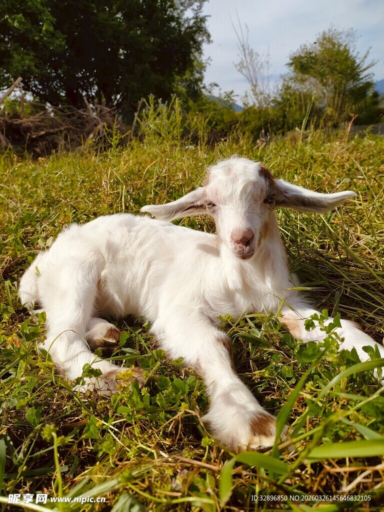 草地上休憩的可爱小羊羔