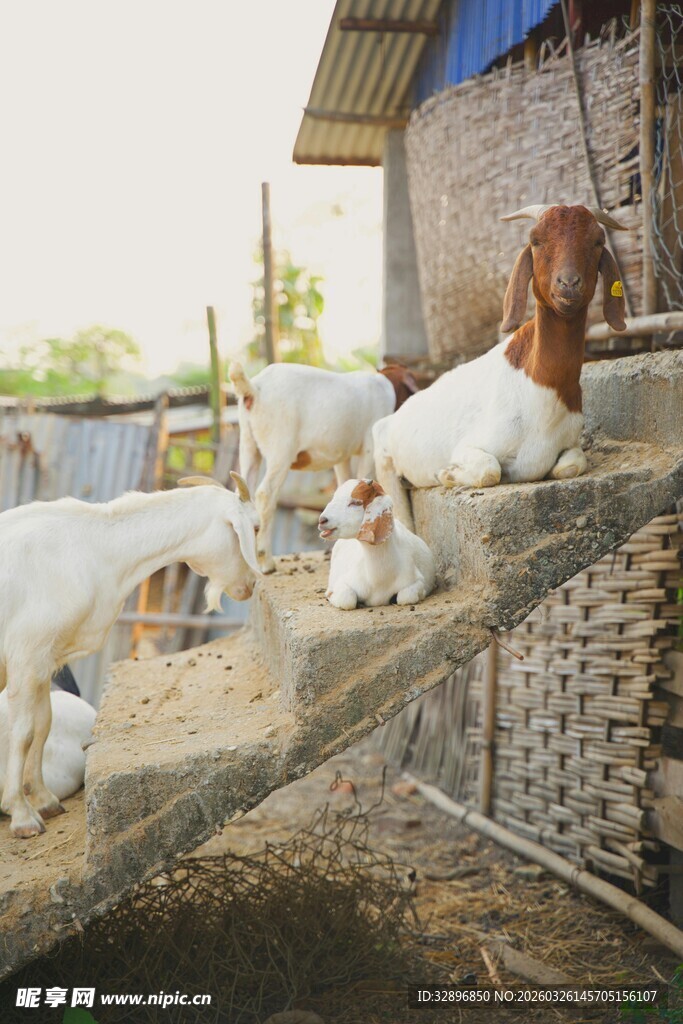 羊圈里的小羊们