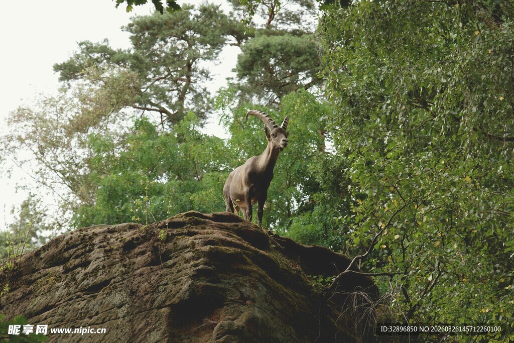 岩石上的站立的野生动物