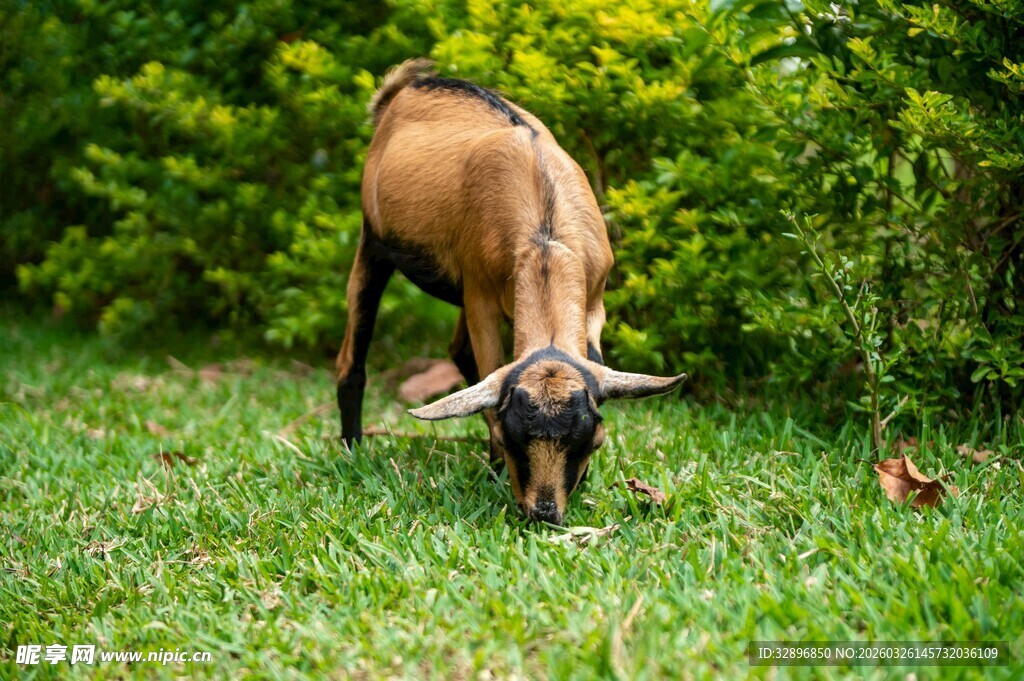 草地中低头吃草的山羊