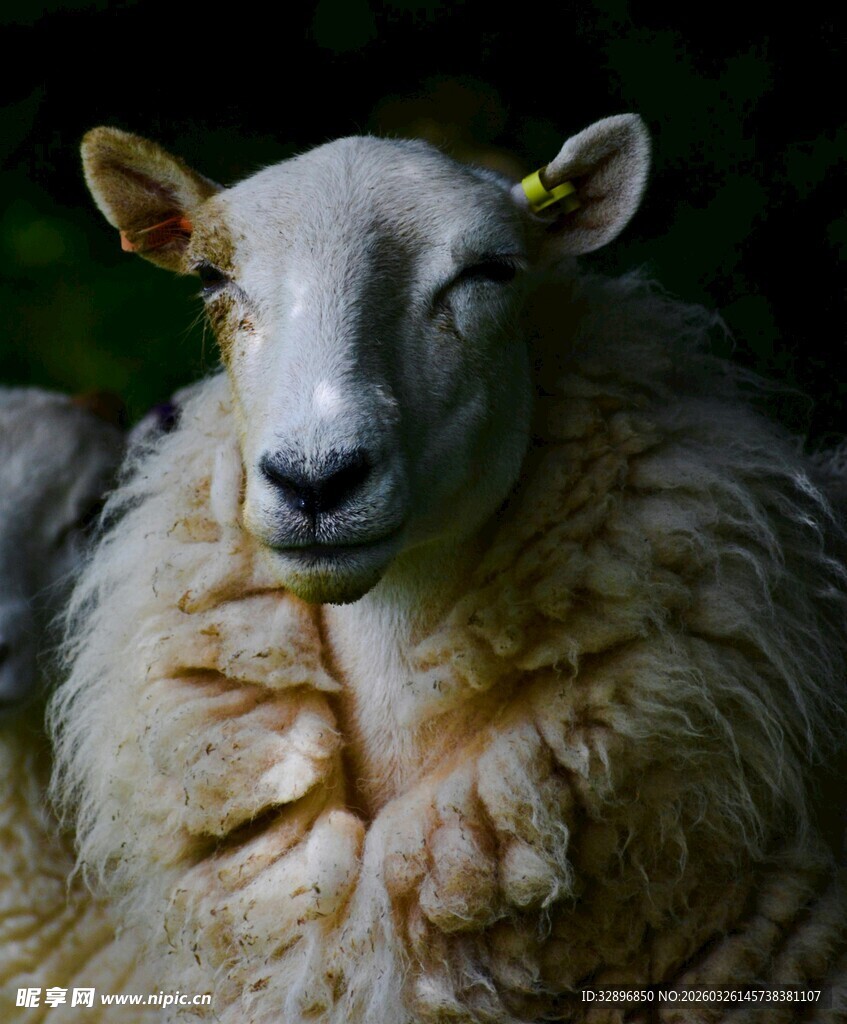 可爱绵羊特写