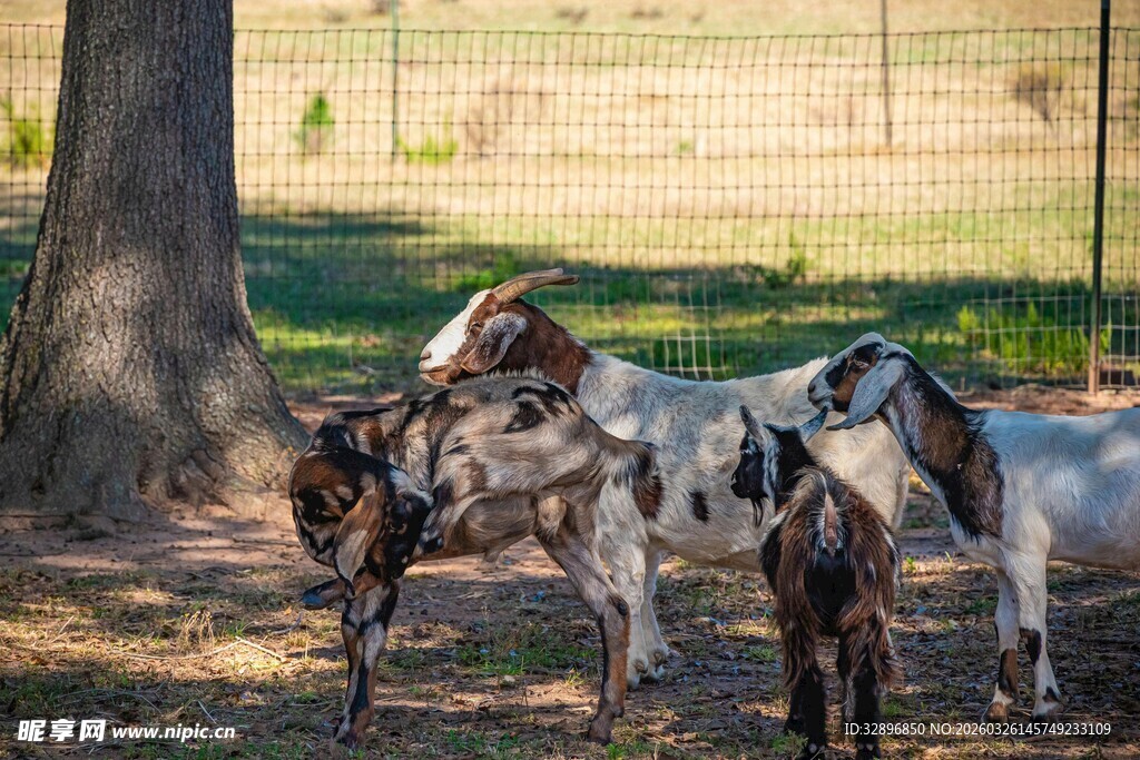 树下休憩的马匹