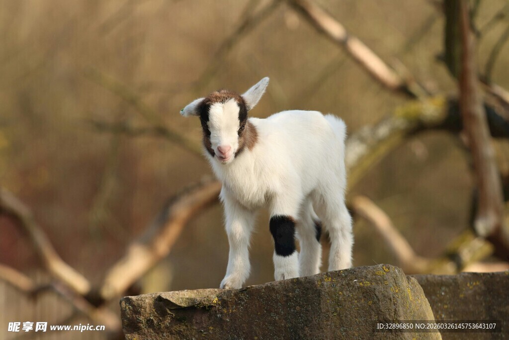 站在木头上的可爱小山羊
