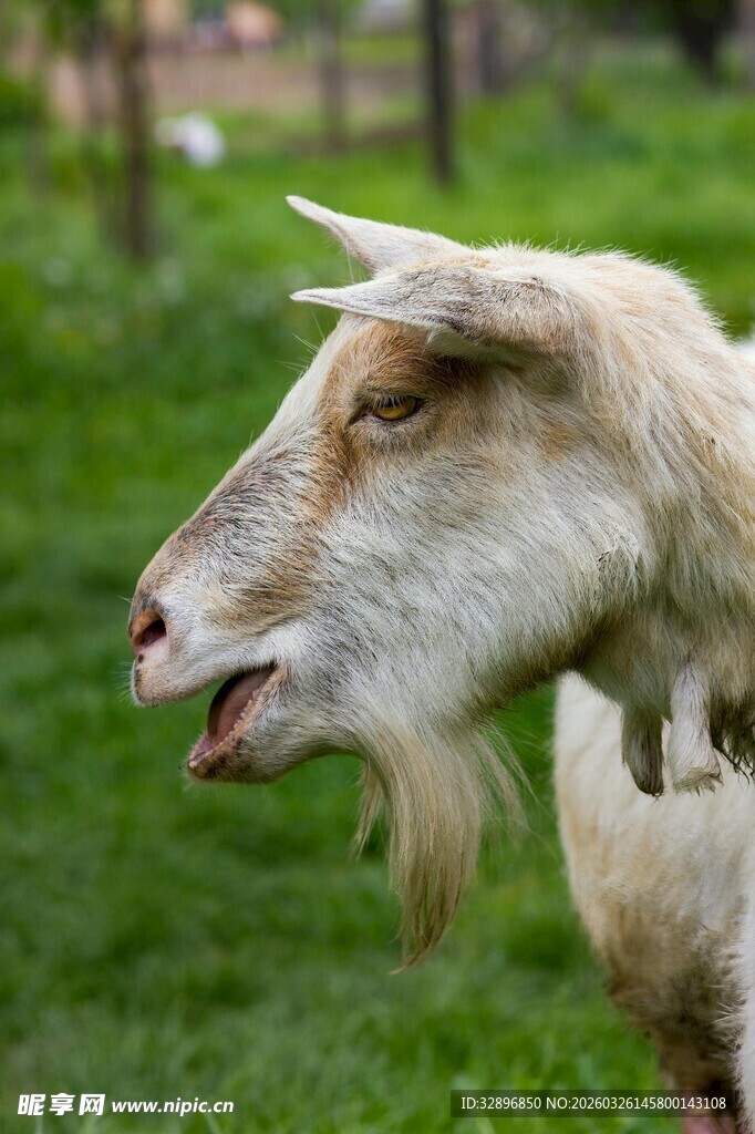 草地上张嘴的山羊