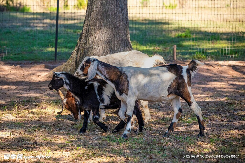 树下几只山羊悠闲相聚