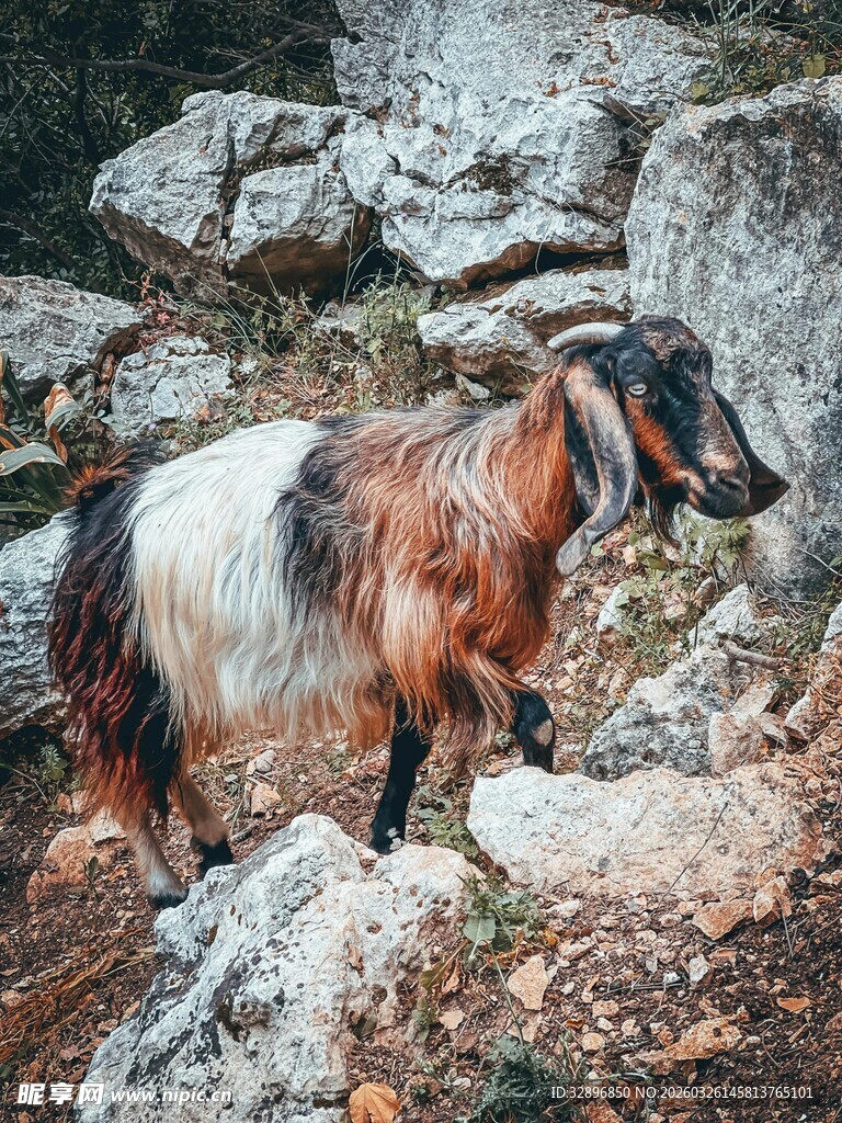 山间行走的多彩山羊