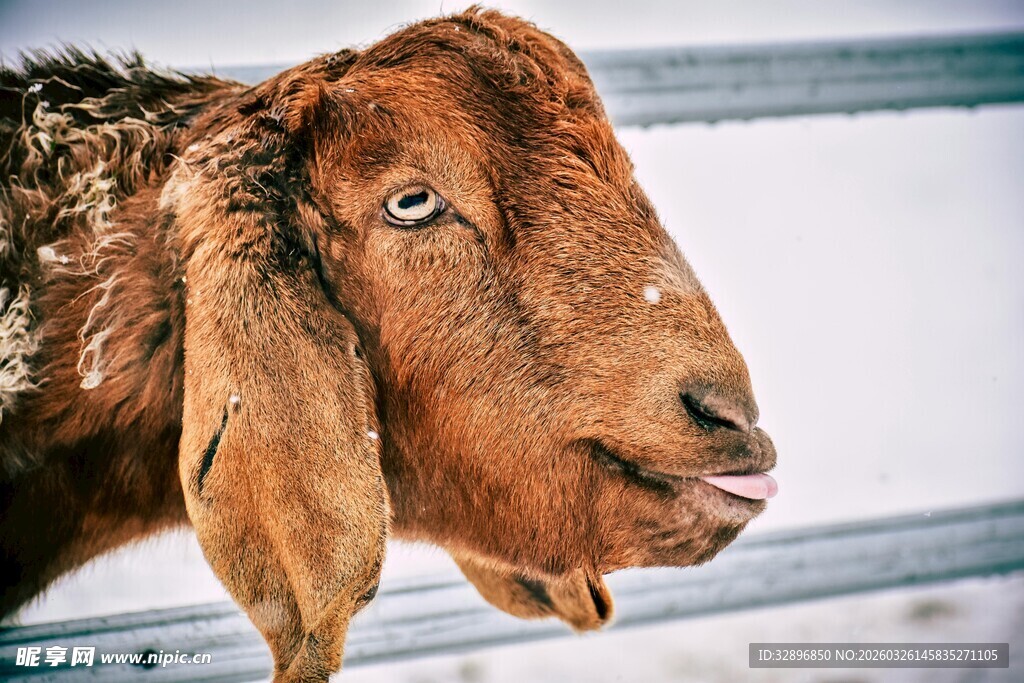 棕色山羊探头望
