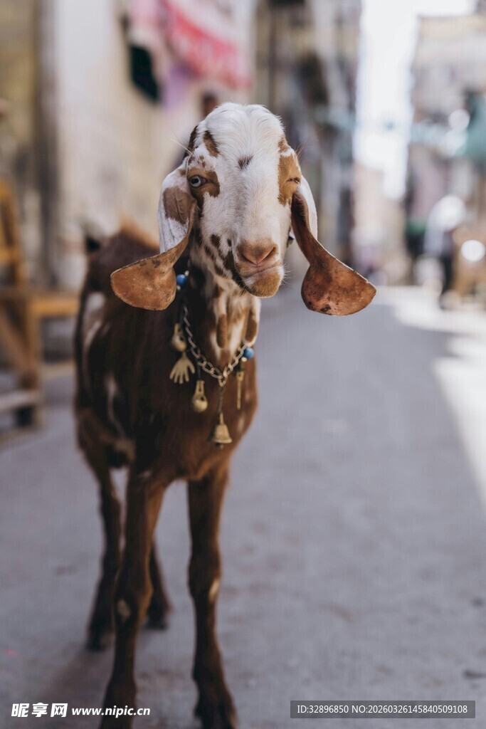 街头小羊