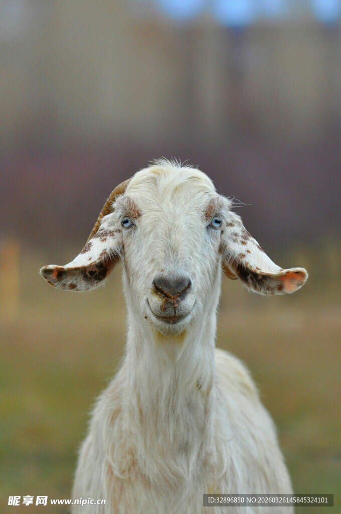 可爱山羊特写