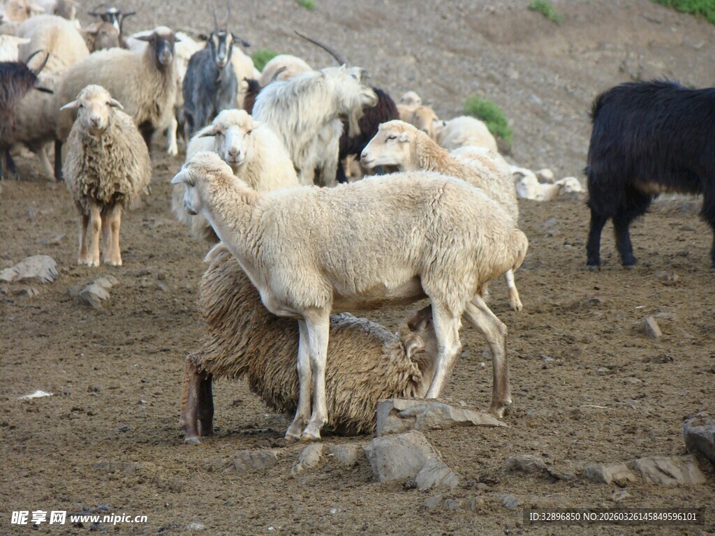 羊群在户外草地景象