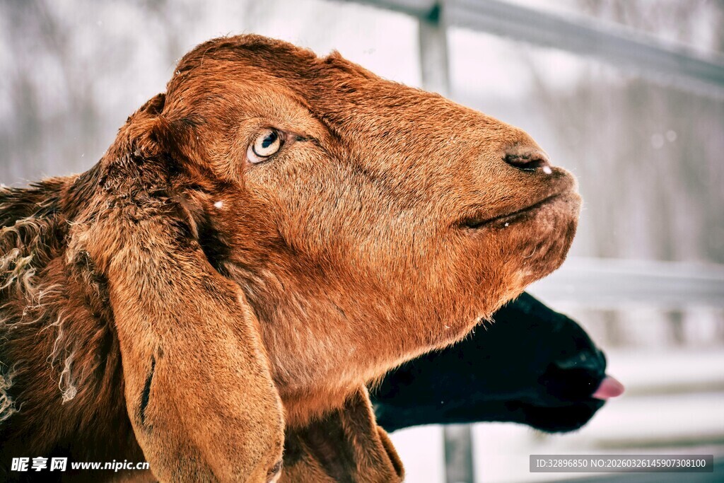 棕色山羊仰头神情专注