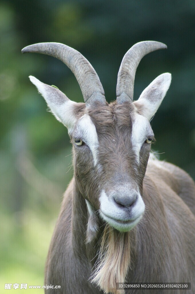 长角山羊特写
