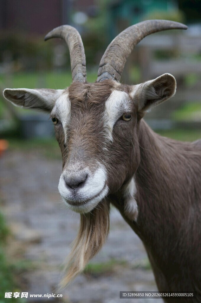 长角山羊特写