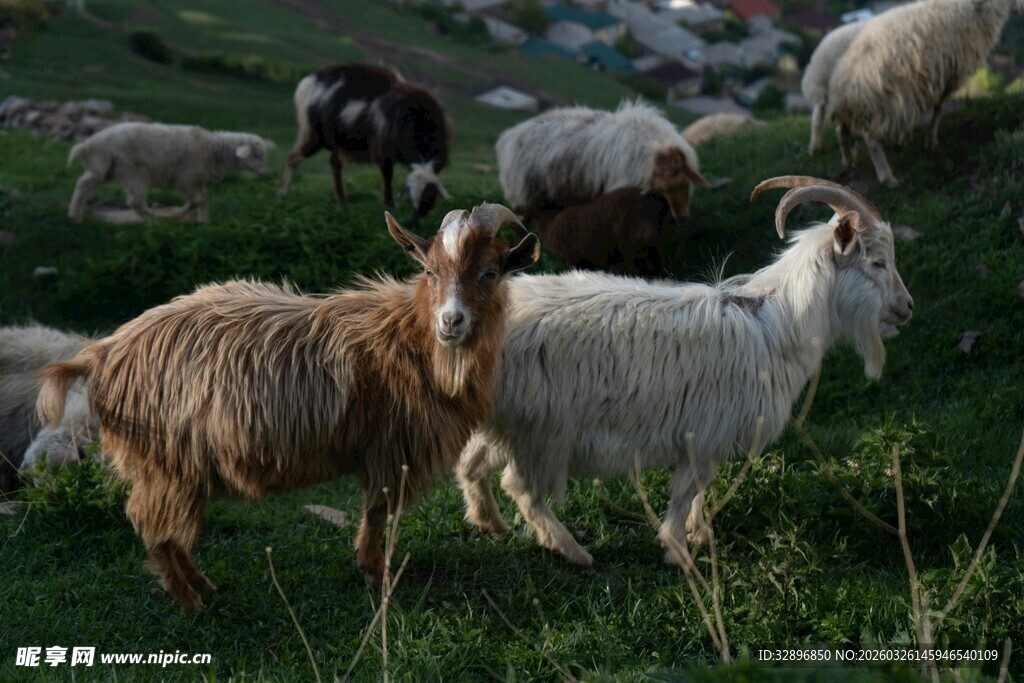 山坡上的羊群