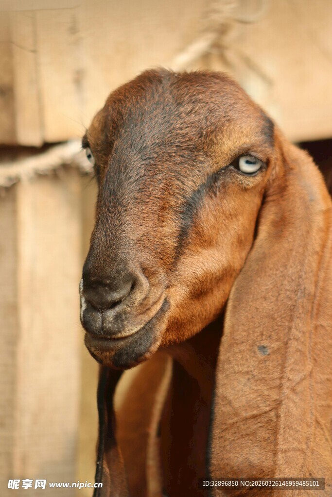 可爱长耳山羊近景特写