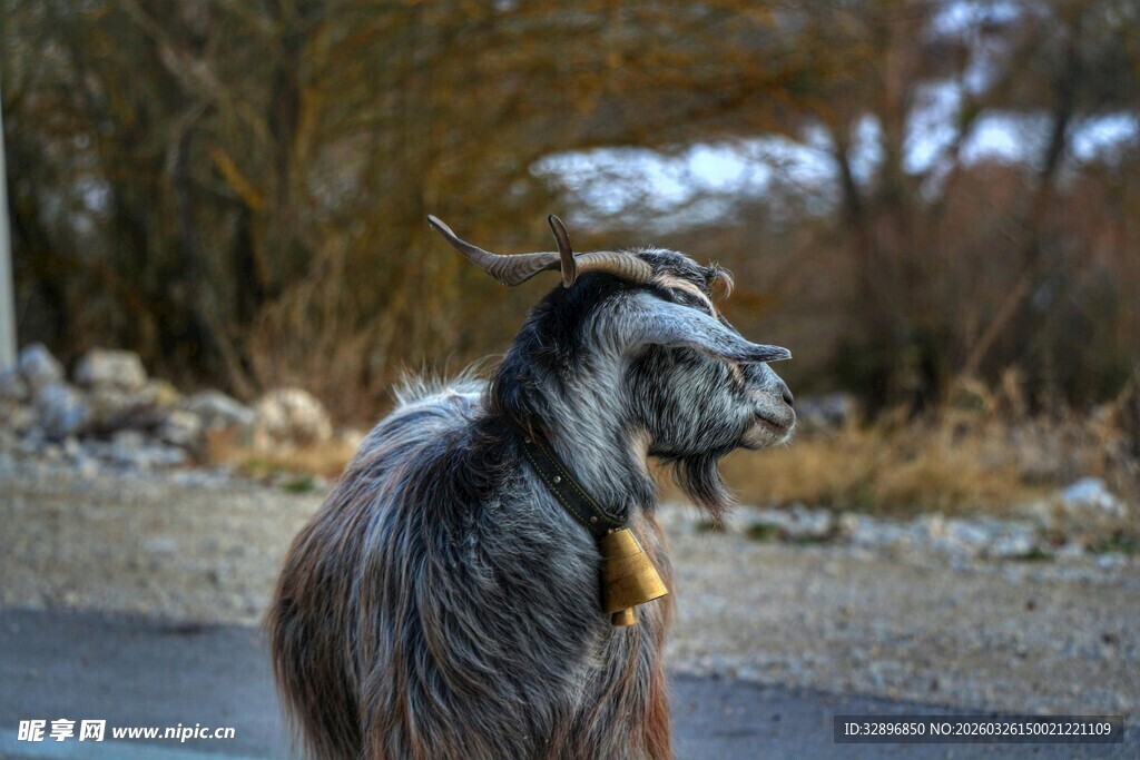 路边站立的灰毛山羊