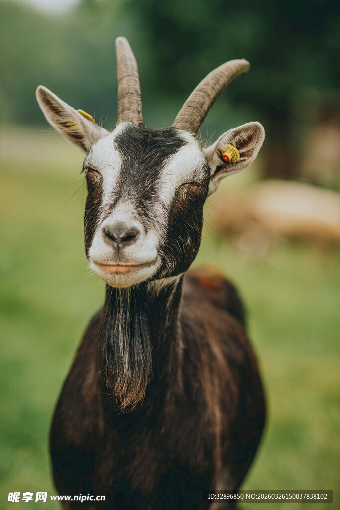 可爱山羊在绿意盎然草地