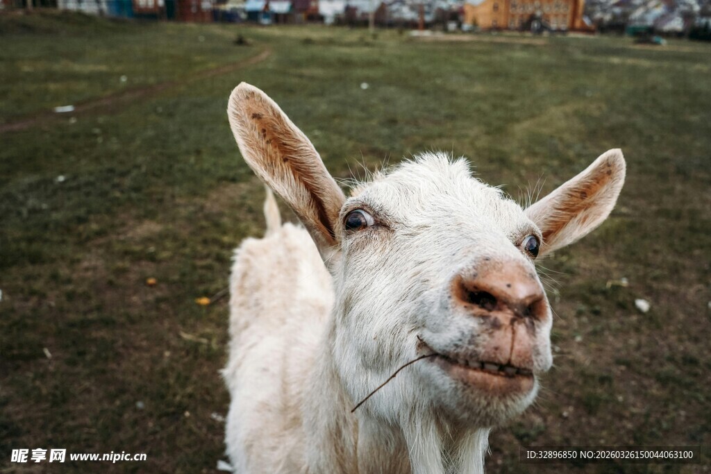 可爱白山羊咧嘴微笑