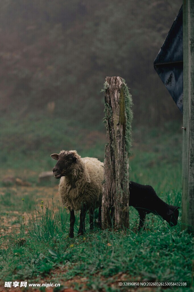 田园中吃草的羊