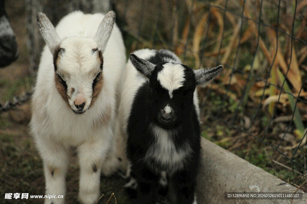 两只可爱山羊亲密依偎