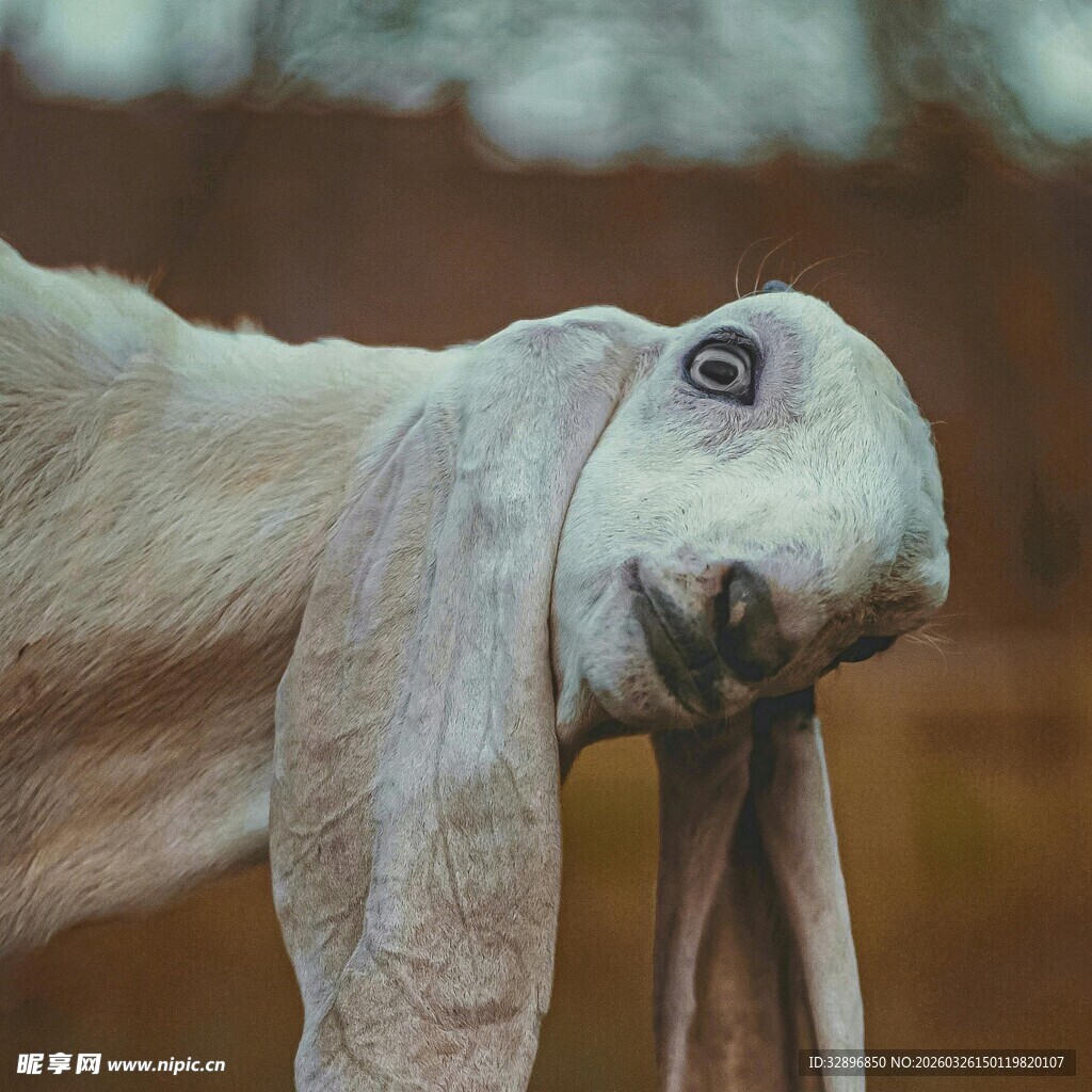 垂耳兔近景特写