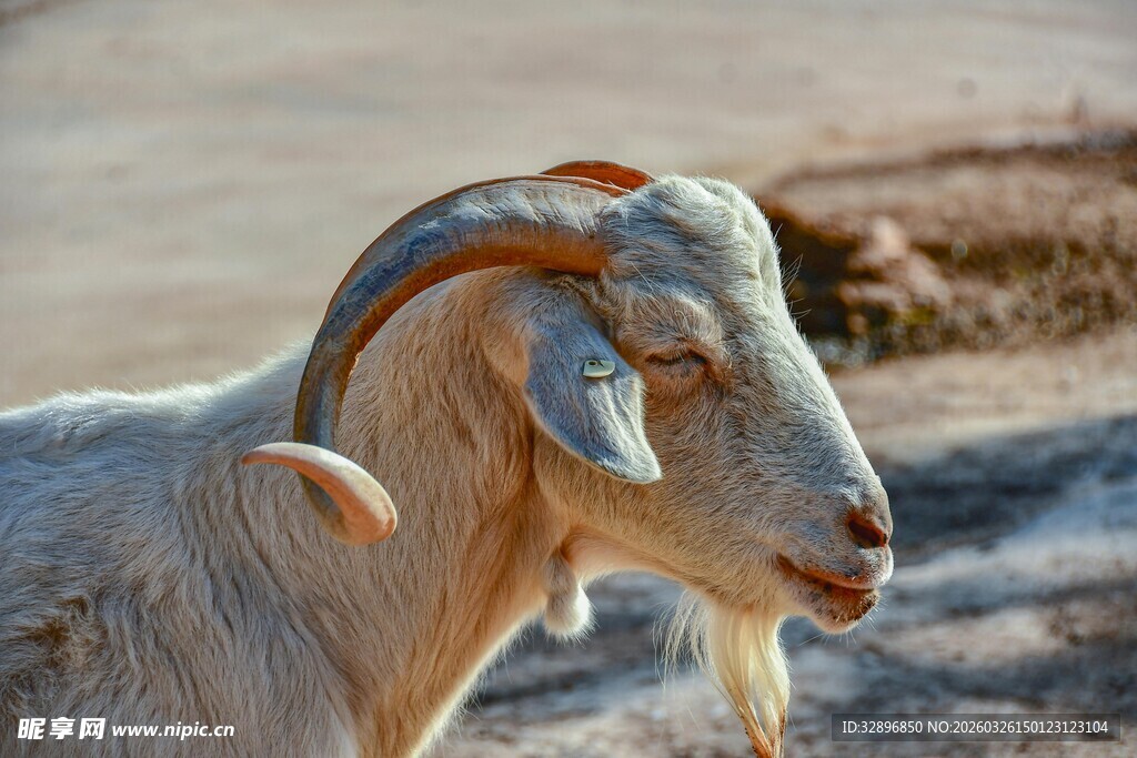 长角山羊特写