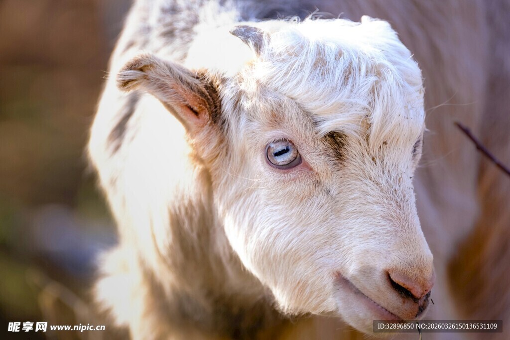 蓝眼小羊特写