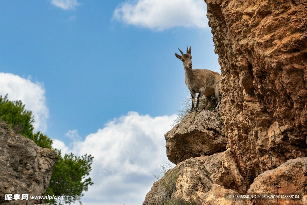 峭壁上的山羊