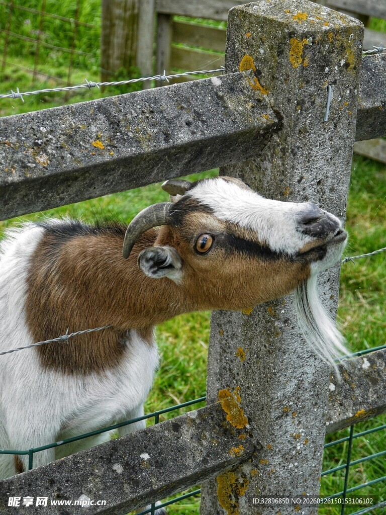 羊探头张望围栏外