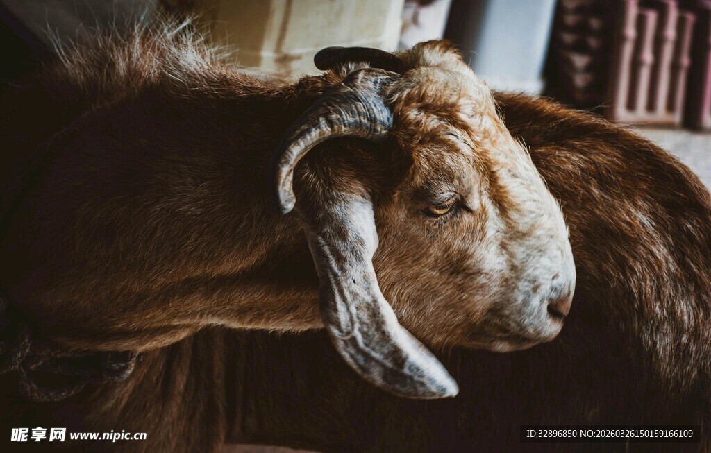 温顺山羊特写