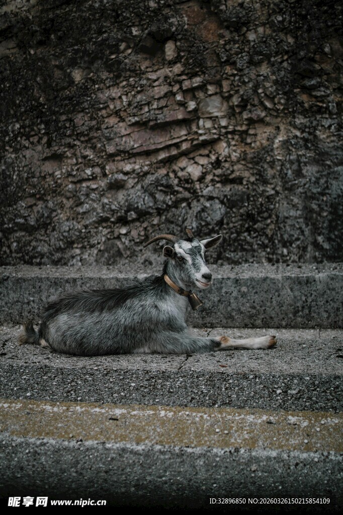 石阶上休憩的灰狗