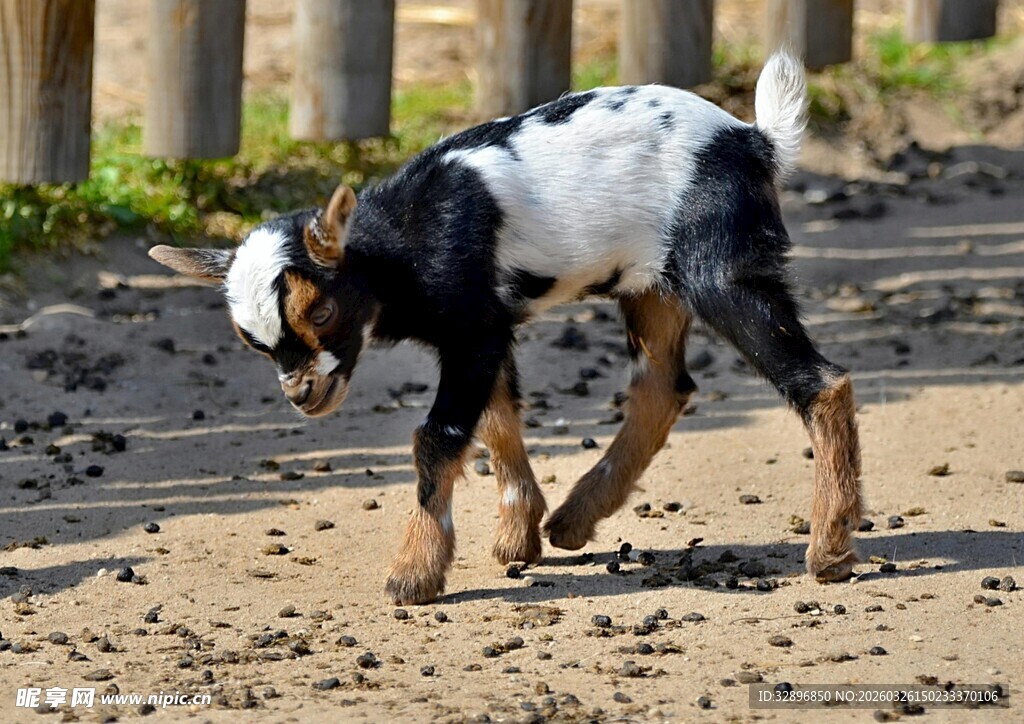 黑白花小山羊在沙地上行走