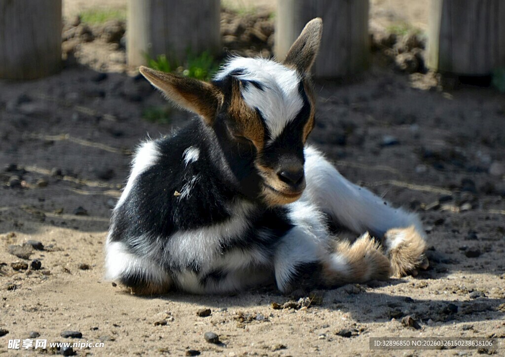黑白小羊惬意躺卧