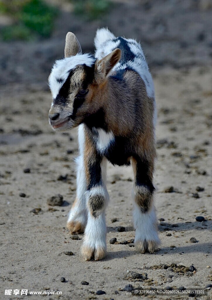 可爱小山羊在户外行走