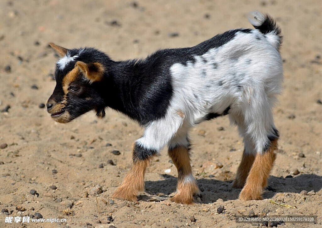 可爱小山羊在沙地上行走