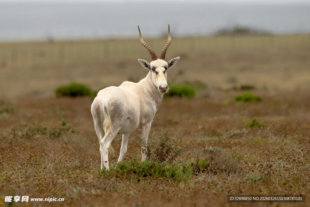 草原上的白色羚羊