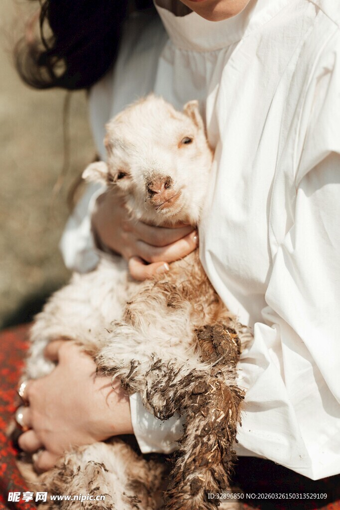 人与小羊亲密相拥瞬间