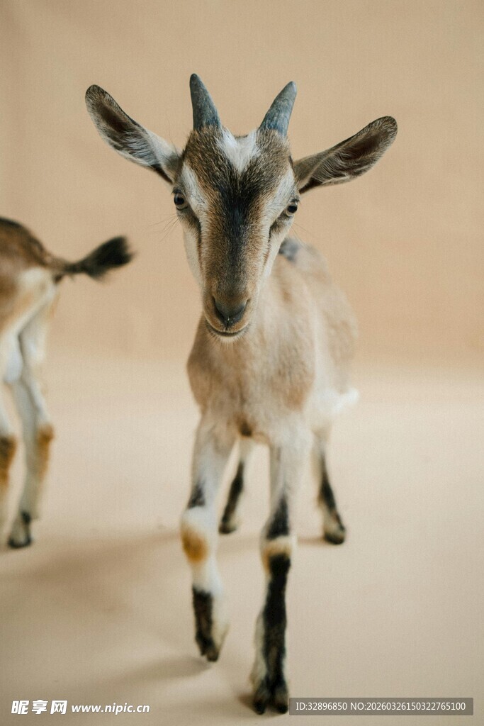 可爱小羊站立姿态展示