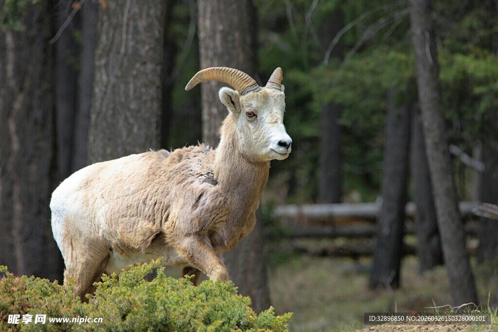 山林中的盘角羊