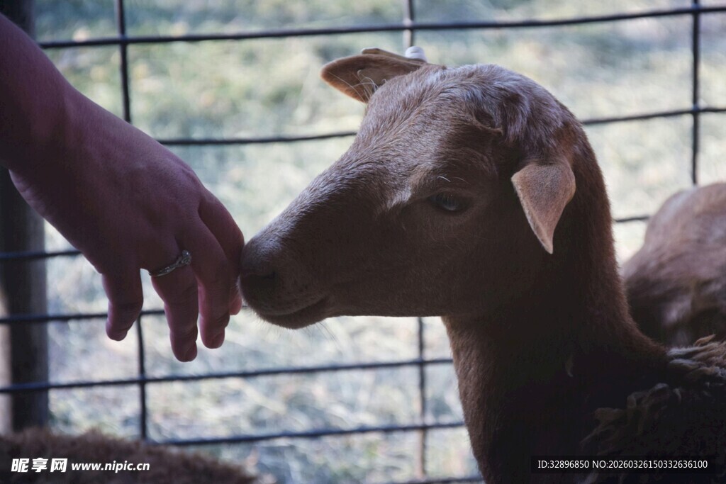 人与小羊的温馨互动