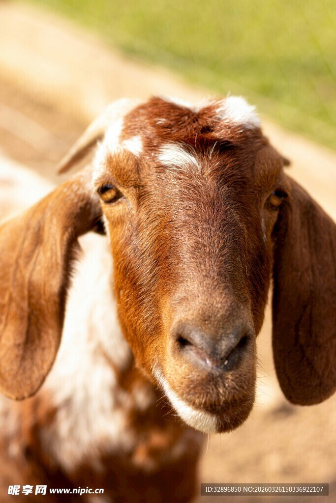 可爱山羊近景特写