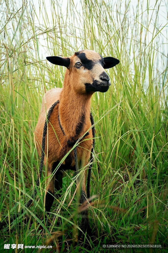 田野中站立的可爱小鹿