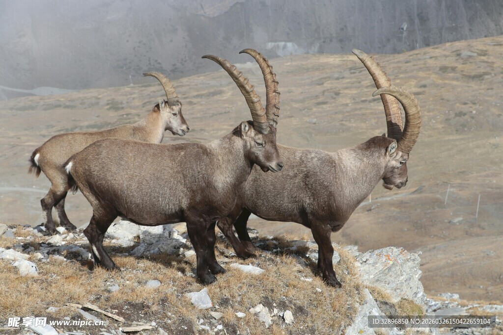 高山上的羱羊群