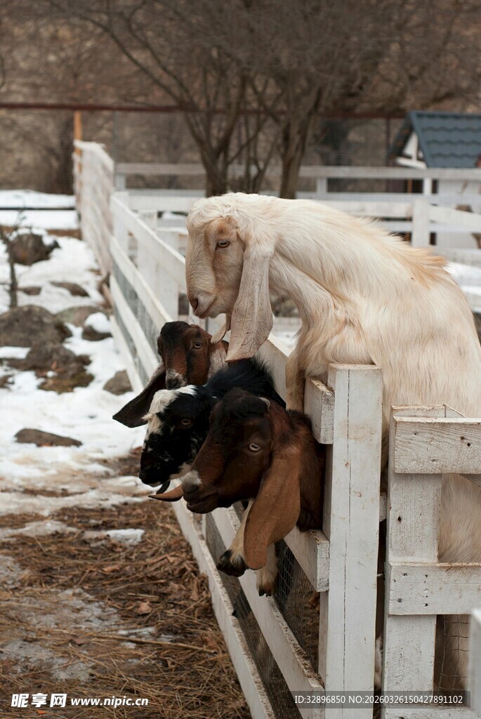 羊儿探身围栏好奇张望
