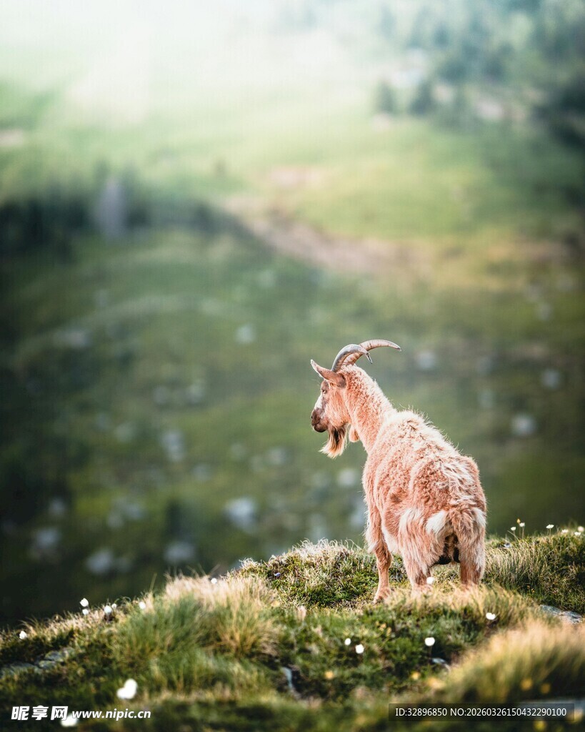 山坡上的可爱小羊